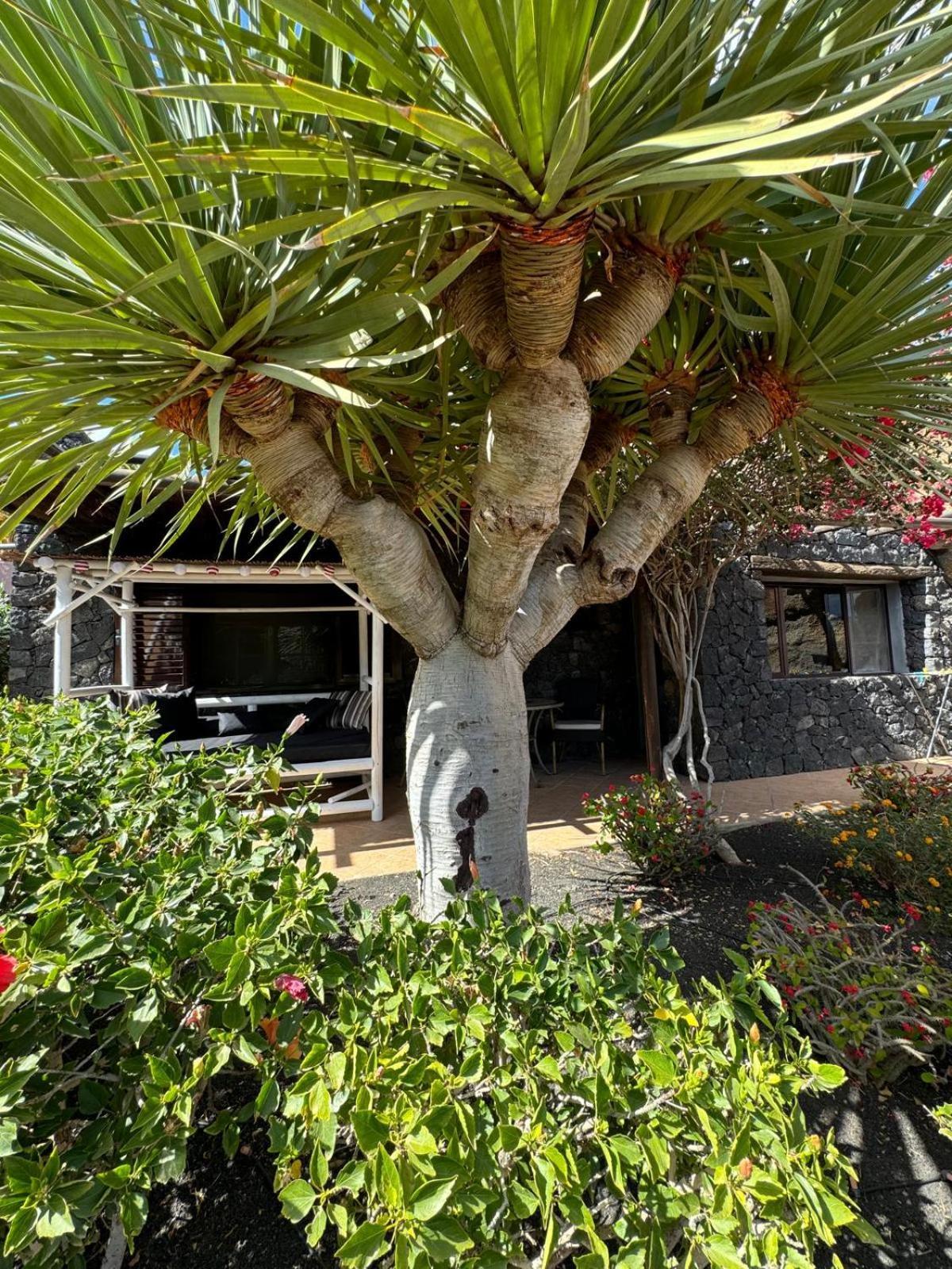 Castillo Lanzarote Villa Bailey - Luxury Villa - Pet Friendly With Heated Pool La Asomada  Dış mekan fotoğraf